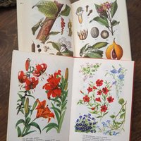 Vintage flower and plant book set | Swedish flower books | Vintage botanical books | Illustrated flower books | Vintage floral illustrations