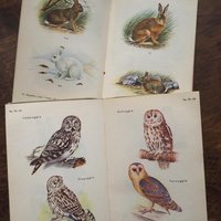 Vintage books | Scandinavian animal and bird books | Illustrated bird and animal books from 1950s | Vintage illustrations | Swedish books