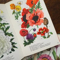 Vintage flower and plant book set | Swedish flower books | Vintage botanical books | Illustrated flower books | Vintage floral illustrations