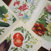Vintage flower and plant book set | Swedish flower books | Vintage botanical books | Illustrated flower books | Vintage floral illustrations