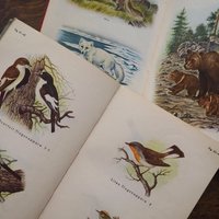 Vintage books | Scandinavian animal and bird books | Illustrated bird and animal books from 1950s | Vintage illustrations | Swedish books