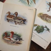 Vintage books | Scandinavian animal and bird books | Illustrated bird and animal books from 1950s | Vintage illustrations | Swedish books