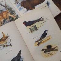 Vintage books | Scandinavian animal and bird books | Illustrated bird and animal books from 1950s | Vintage illustrations | Swedish books