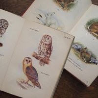 Vintage books | Scandinavian animal and bird books | Illustrated bird and animal books from 1950s | Vintage illustrations | Swedish books