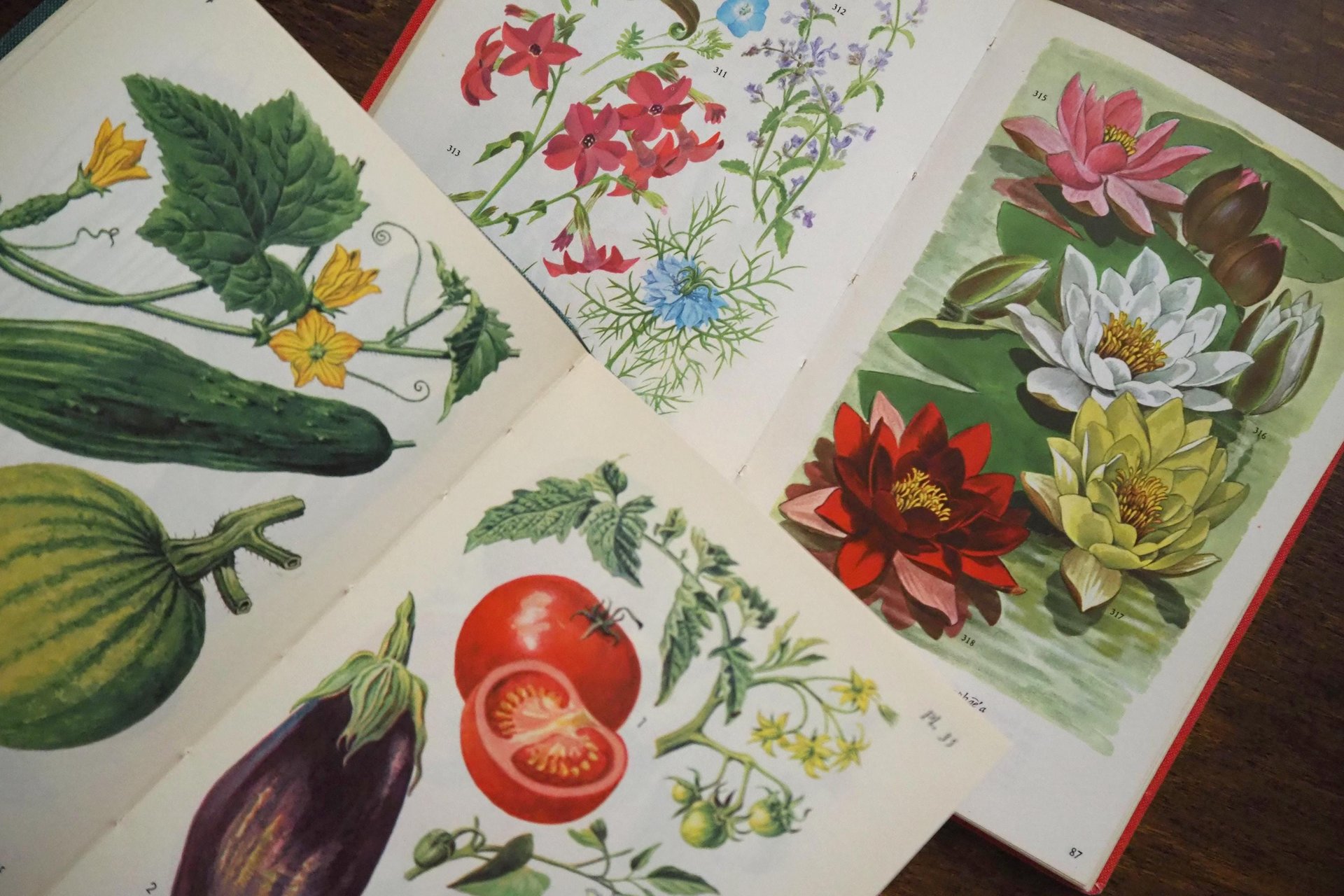 Vintage flower and plant book set | Swedish flower books | Vintage botanical books | Illustrated flower books | Vintage floral illustrations