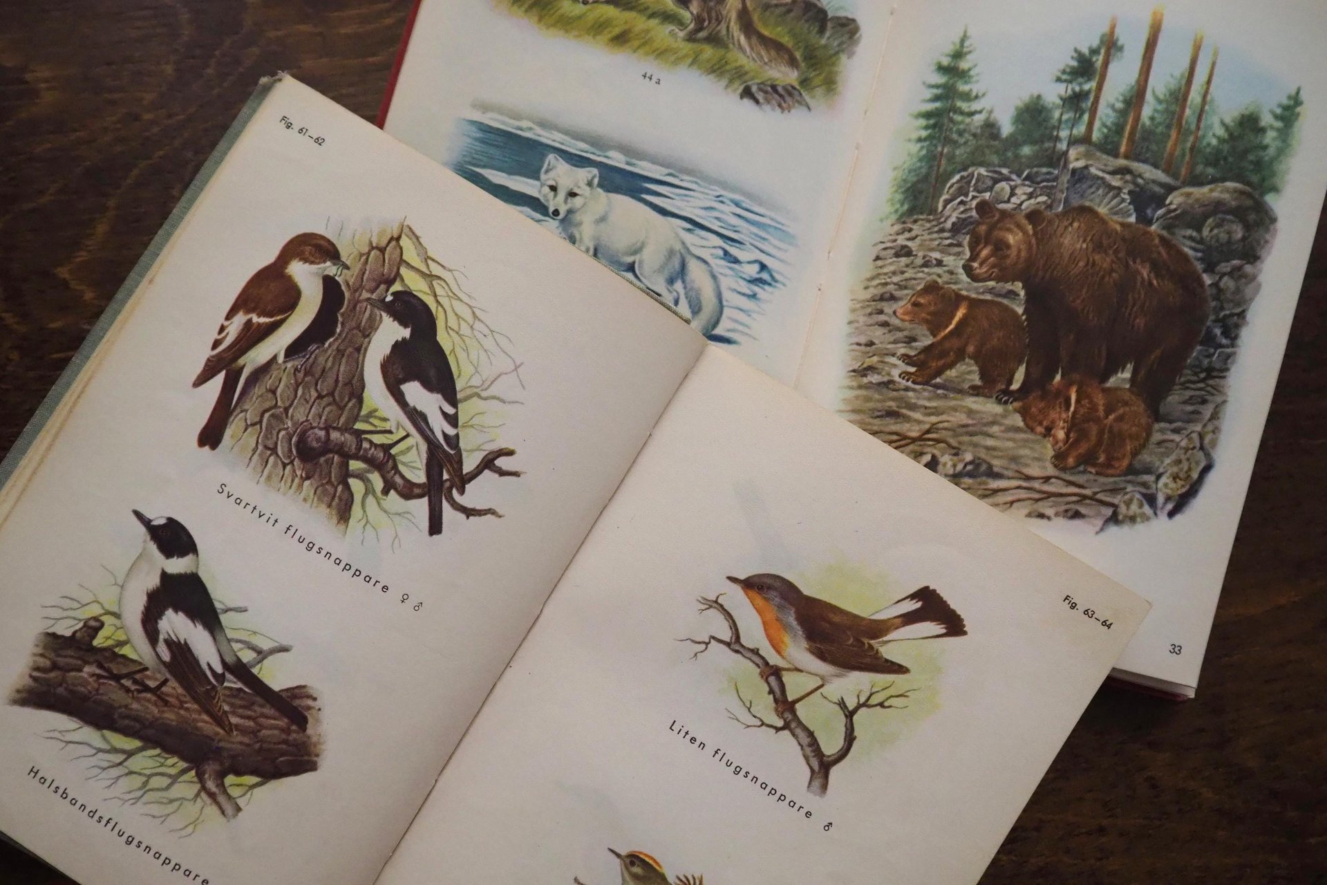Vintage books | Scandinavian animal and bird books | Illustrated bird and animal books from 1950s | Vintage illustrations | Swedish books