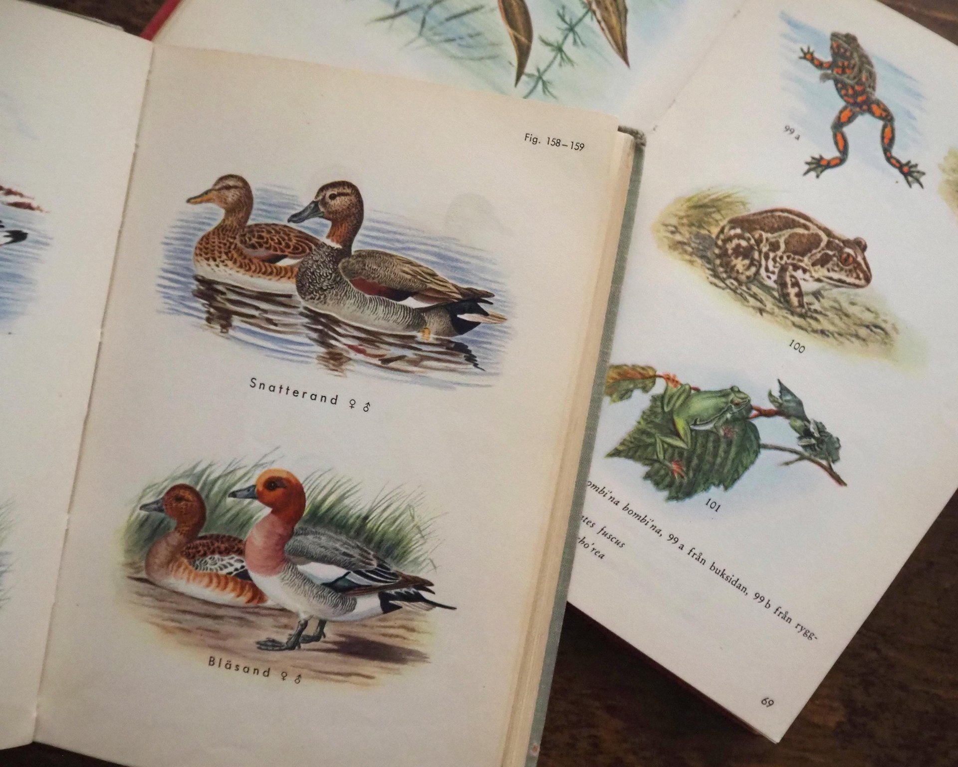 Vintage books | Scandinavian animal and bird books | Illustrated bird and animal books from 1950s | Vintage illustrations | Swedish books
