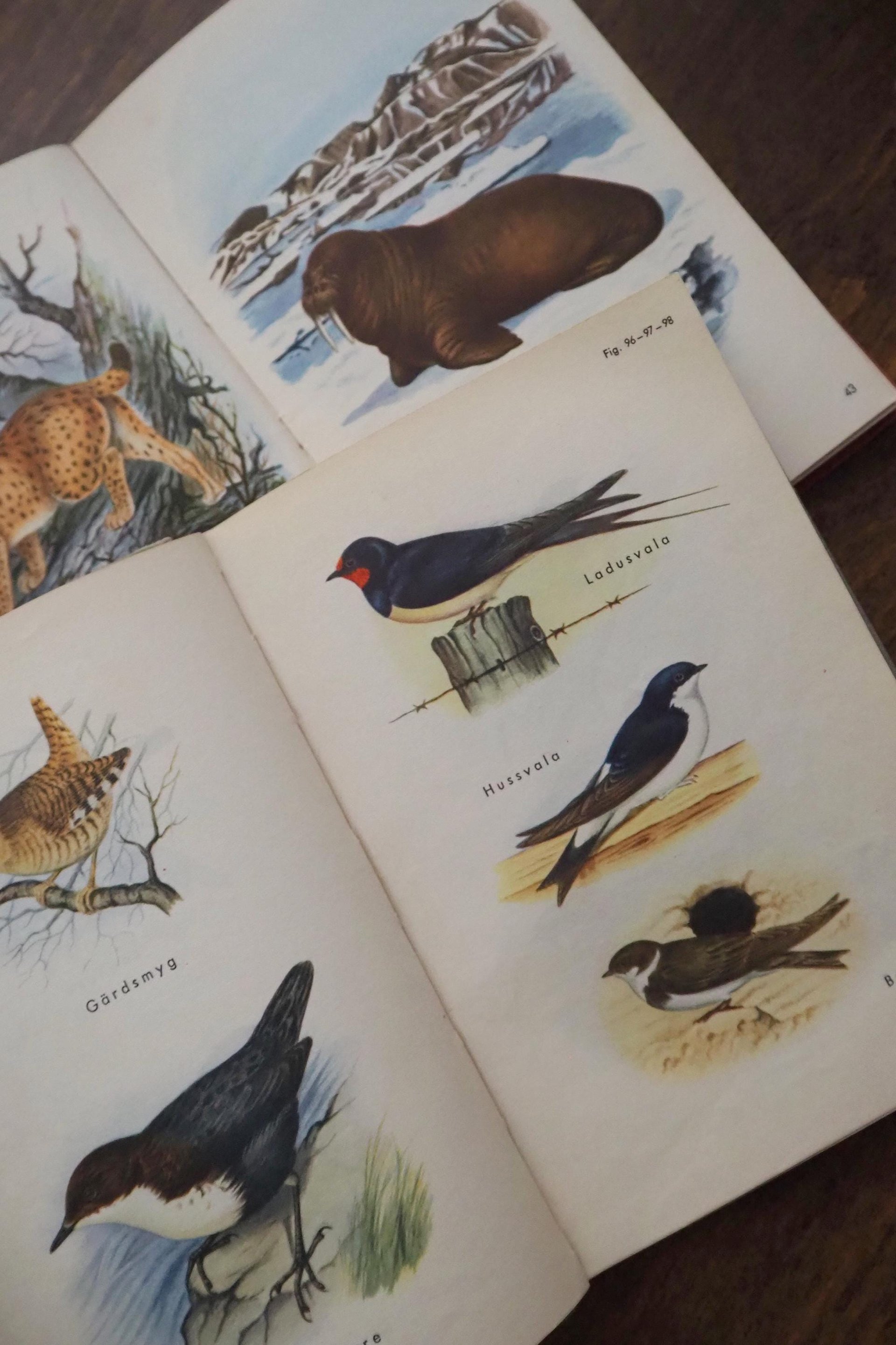 Vintage books | Scandinavian animal and bird books | Illustrated bird and animal books from 1950s | Vintage illustrations | Swedish books