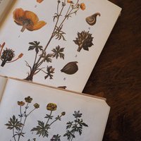 Vintage school books | Kasvioppi | Finnish nature books | Vintage botany school books | Vintage nature school books