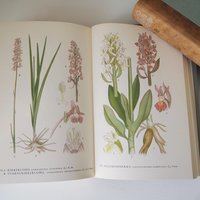Vintage botanical book set | Pohjolan kasvit – Nordens Flora | Finnish flower book set | Illustrated botanical books | Vintage illustrations