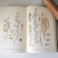 Vintage botanical book set | Pohjolan kasvit – Nordens Flora | Finnish flower book set | Illustrated botanical books | Vintage illustrations