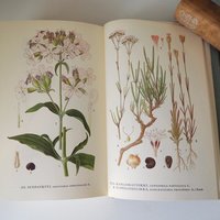Vintage botanical book set | Pohjolan kasvit – Nordens Flora | Finnish flower book set | Illustrated botanical books | Vintage illustrations