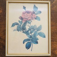 Set of two vintage framed rose prints | Framed floral wall art | Vintage rose prints wall art | Vintage Redoute roses prints
