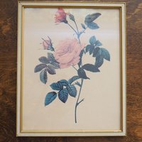 Set of two vintage framed rose prints | Framed floral wall art | Vintage rose prints wall art | Vintage Redoute roses prints