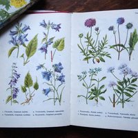 Vintage flower and plant book set | Finnish flower books | Vintage botanical books | Illustrated flower books | Vintage floral illustrations