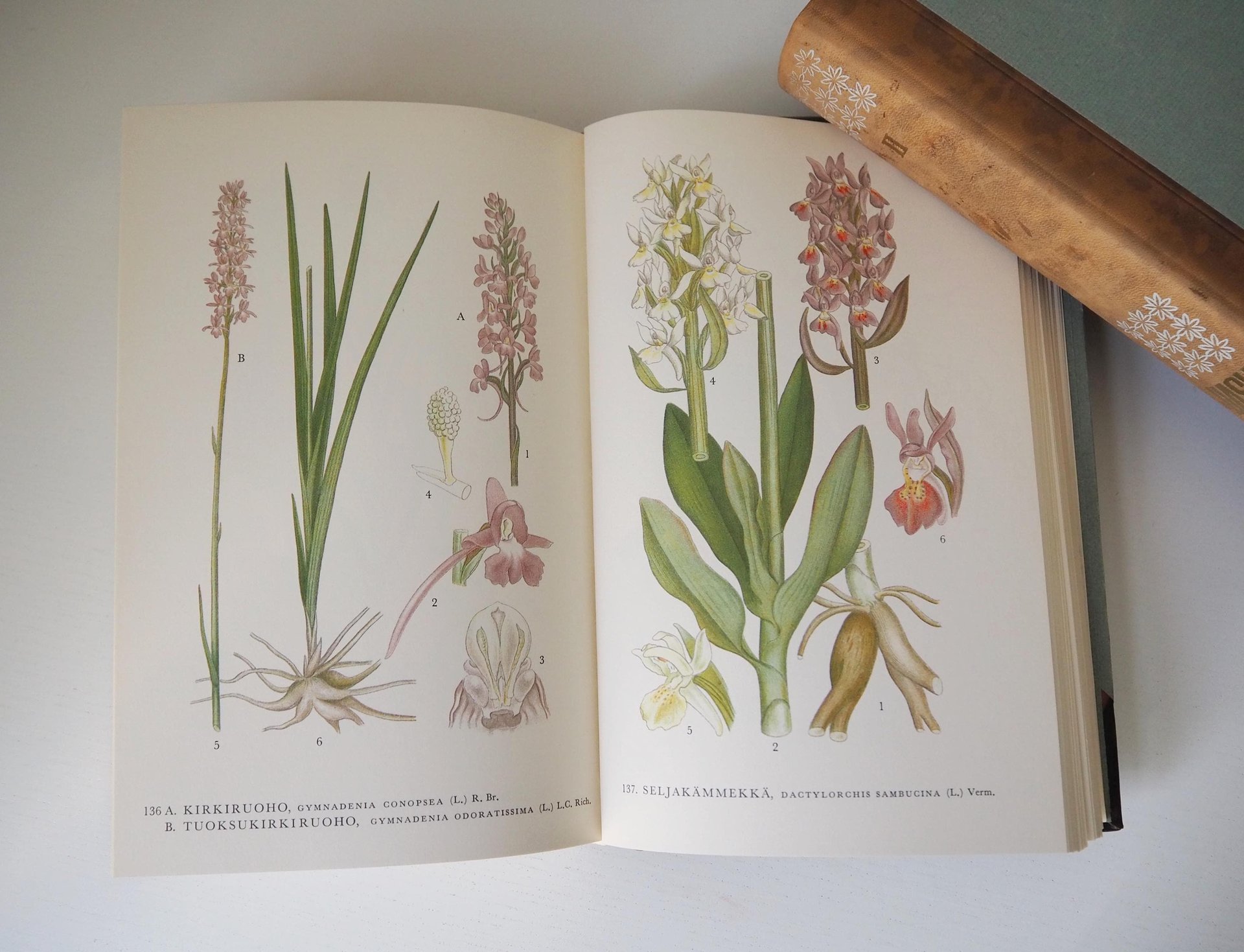 Vintage botanical book set | Pohjolan kasvit – Nordens Flora | Finnish flower book set | Illustrated botanical books | Vintage illustrations