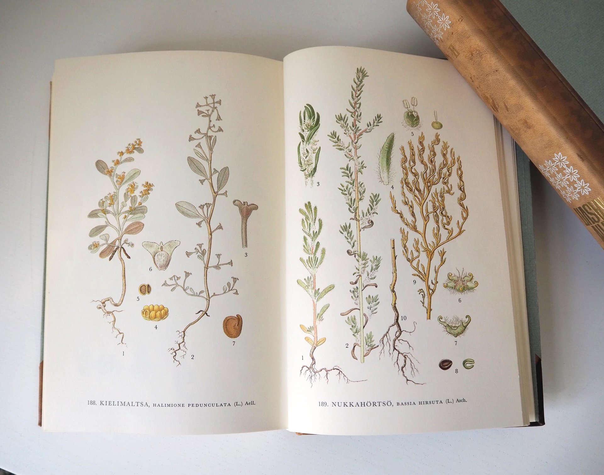 Vintage botanical book set | Pohjolan kasvit – Nordens Flora | Finnish flower book set | Illustrated botanical books | Vintage illustrations
