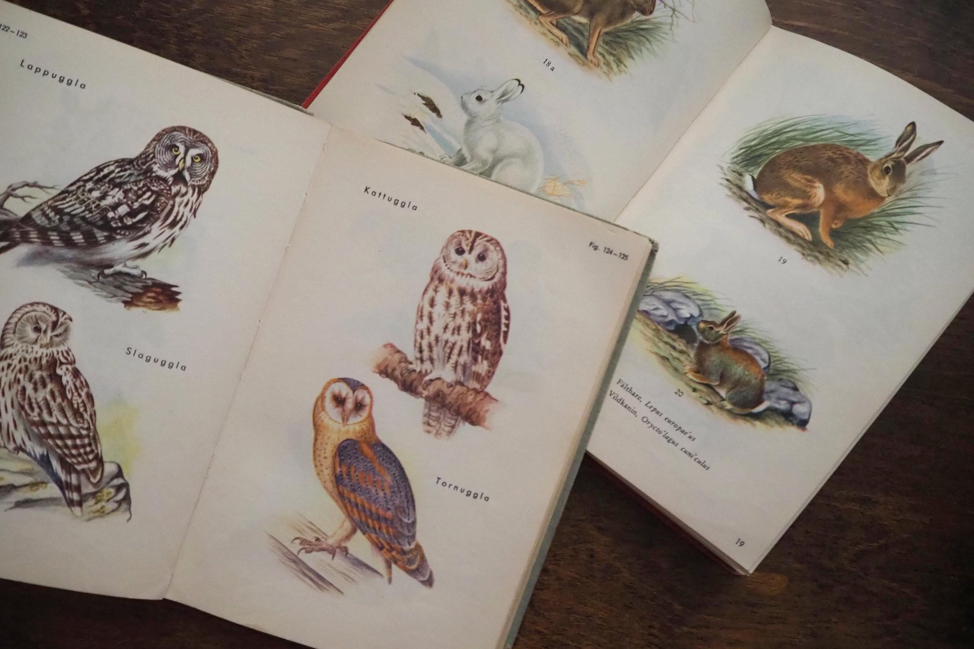 Vintage books | Scandinavian animal and bird books | Illustrated bird and animal books from 1950s | Vintage illustrations | Swedish books